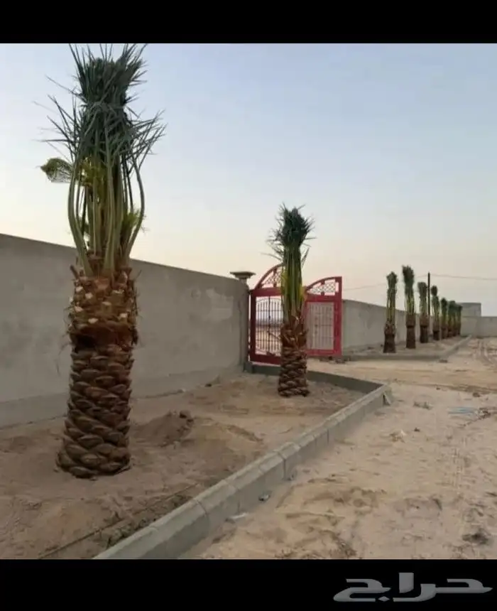 يوجد لدينا جميع انواع النخيل العربي والواشنطن بكل المقسات 8