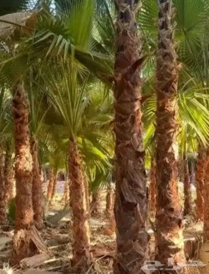 يوجد لدينا جميع انواع الواشنطن ابيض اسود غرص اسود مروحه 6