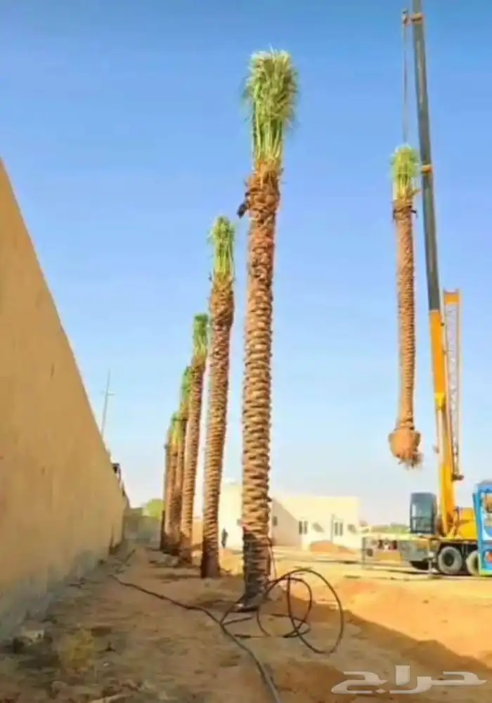 جميع انوع انخيل 4