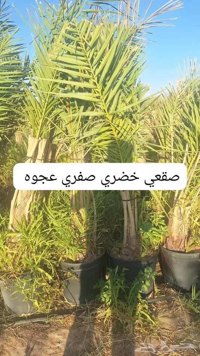 نخل القصيم نخلوطيب ومثمر على هذا الرقم 8