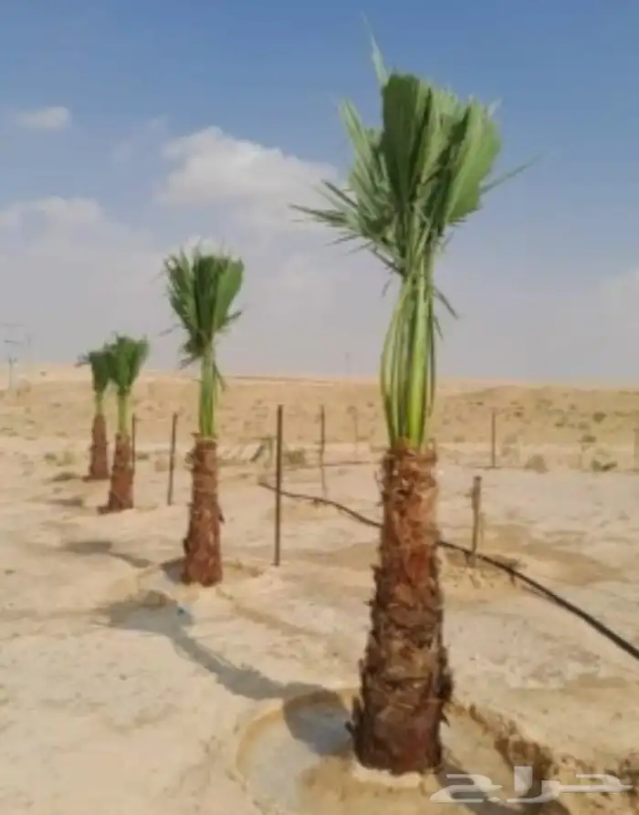 نخيل طيب للبيع 0