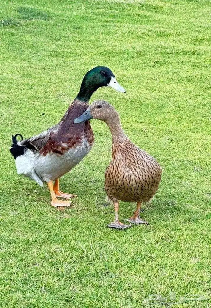 جوز بط شرشر 0