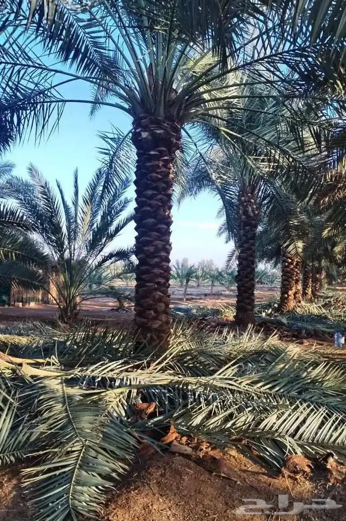 نخل ملوكي من افضل انواع انخل 9