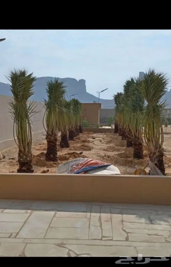 يوجد لدينا جميع انواع النخيل العربي والواشنطن بكل المقسات 2