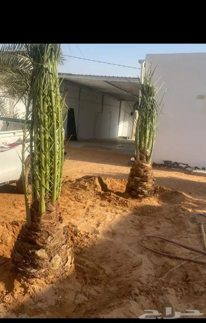 يوجد لدينا جميع انواع النخيل العربي والواشنطن بكل المقسات 1