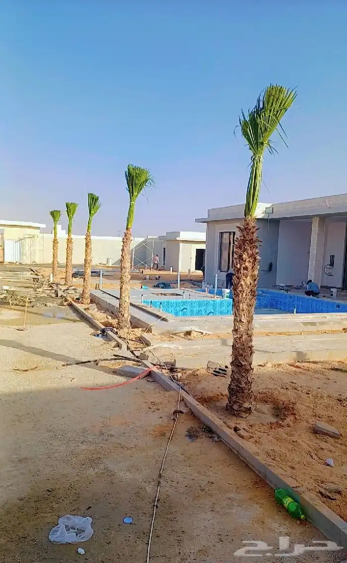 يوجد لدينا جميع انواع النخيل العربي والواشنطن بكل المقسات 7