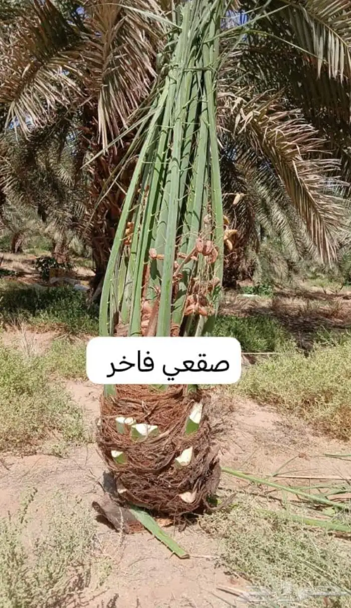 نخل للبيع الجمش عفيف القرين وجميع مناطق المملكه 2
