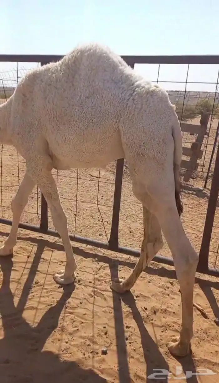 قعود العمر حول 7 شهور ولا 8 0