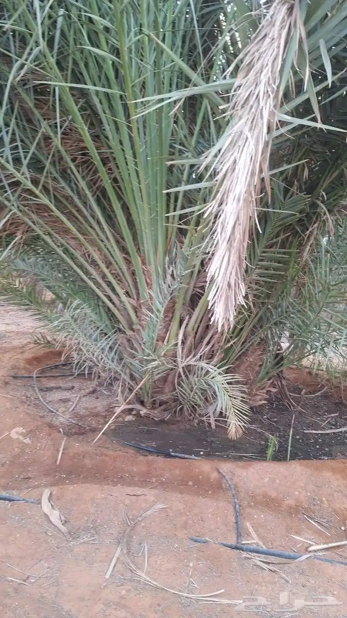 فسايل برحى كبيرة الحبة الكبيرة درجة اولة فاخرة 2