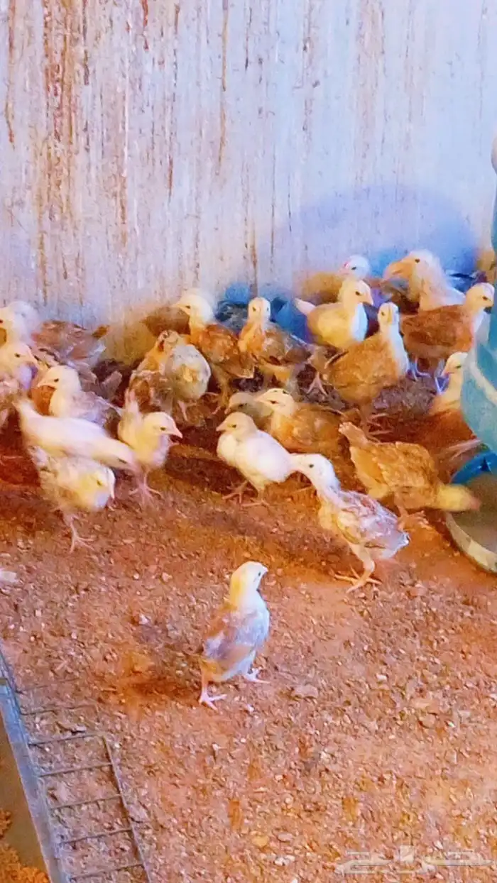 صوص دجاج بلدي هجين تركي 0