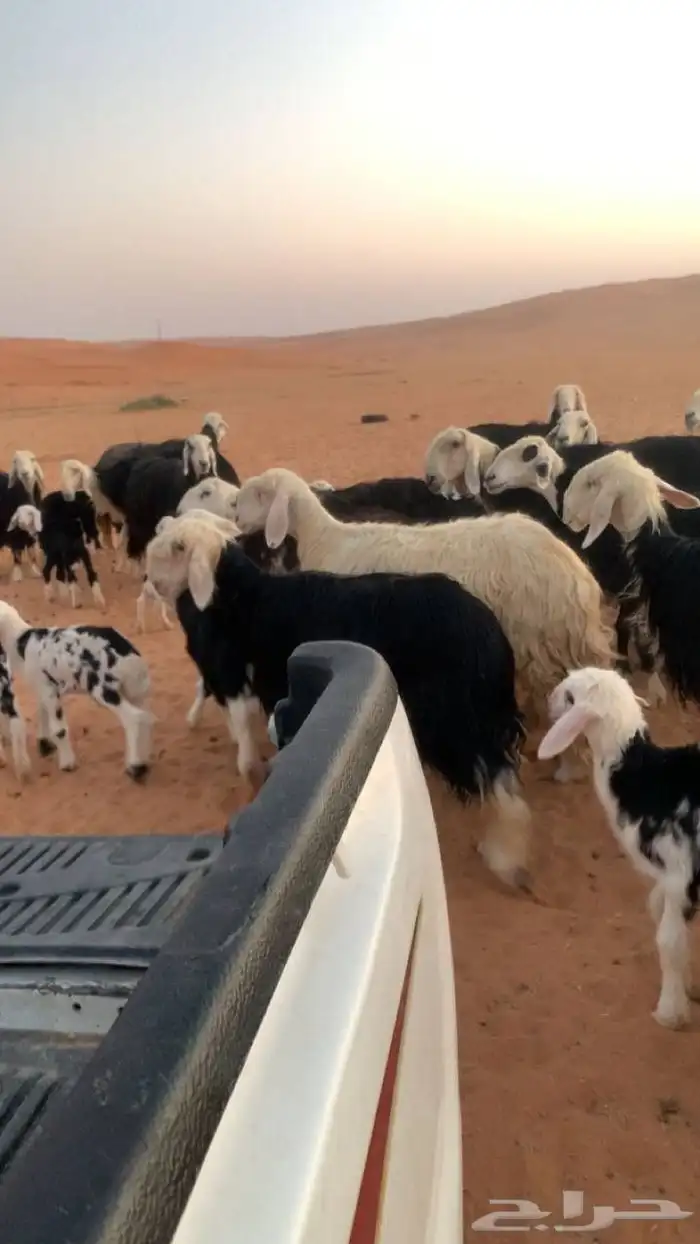 غنم للنجد عدد 19 راس مواليد 0