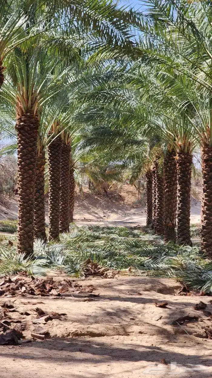 نخيل_مثمر_بجميع_انواعه_ومقاسته_المختلفه 3