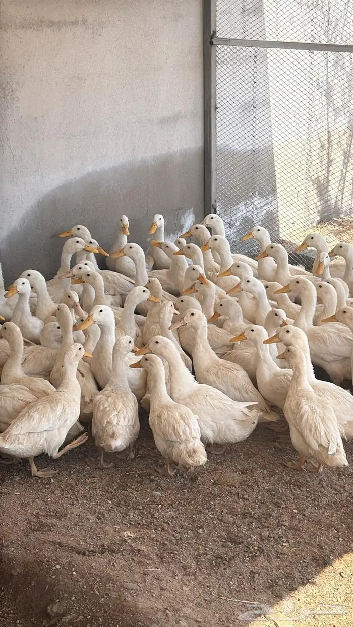 انتاج بط دجاج أرنب للبيع بيض مخصص مذبوح دجاج بط و ارنب 0