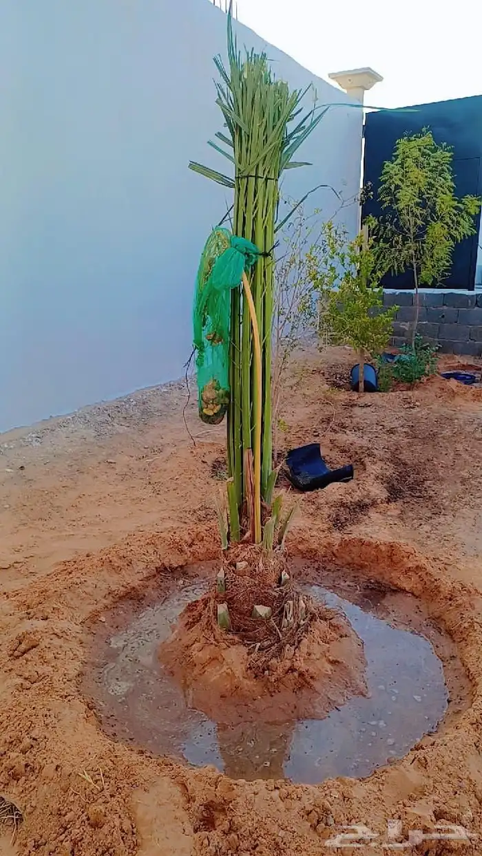 توريد وزراعة جميع انواع النخيل المثمرة كم نوفر لكم الكميات ا 8