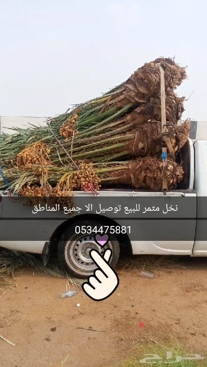 نخل مثمر للبيع توصيل الا جميع المناطق 5