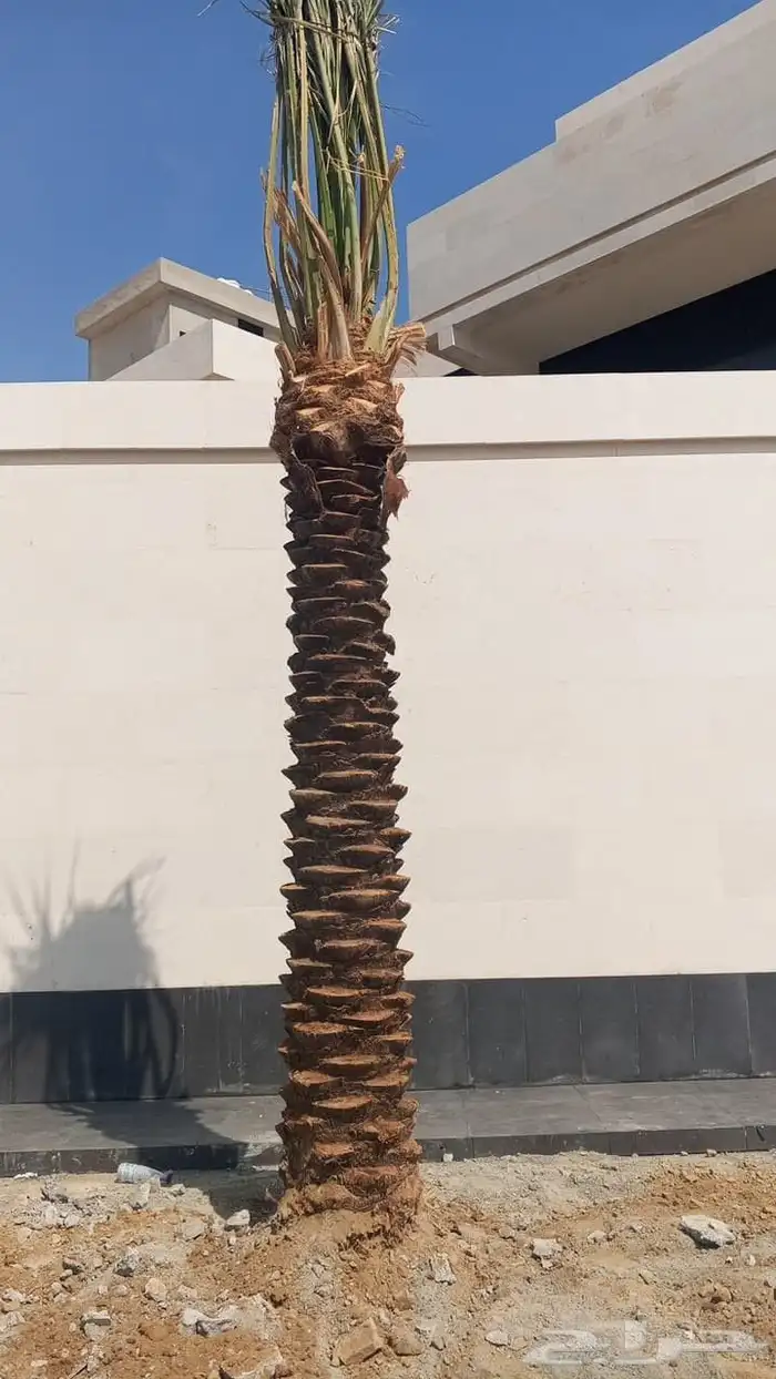 نخل ملوكي ملكي درجه اولى في جده واخارج جده جمبع المقاسات متو 0