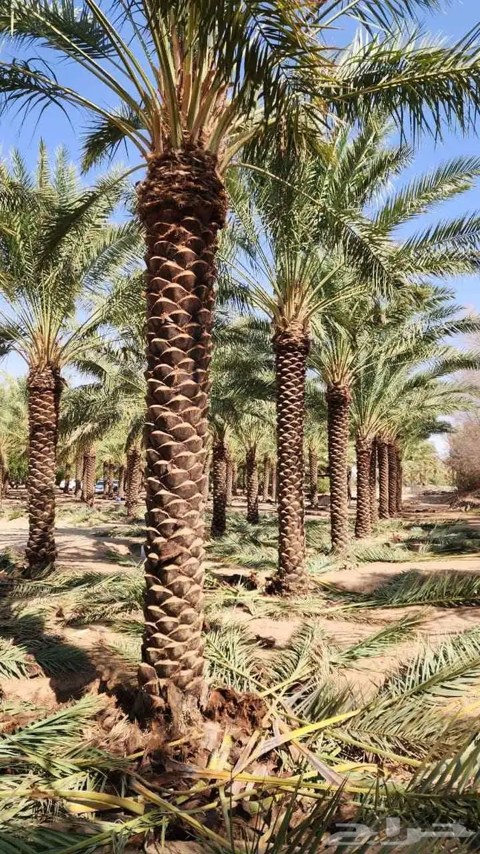 نخيل_مثمر_بجميع_انواعه_ومقاسته_المختلفه 6