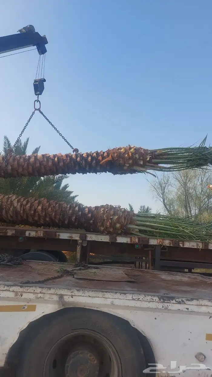 نخل عربي ونخل واشنطني 0