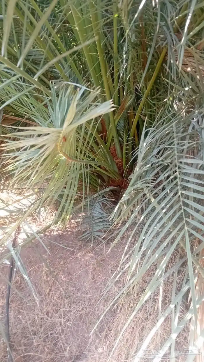نخل مثمر للبيع توصيل الا جميع المناطق 0