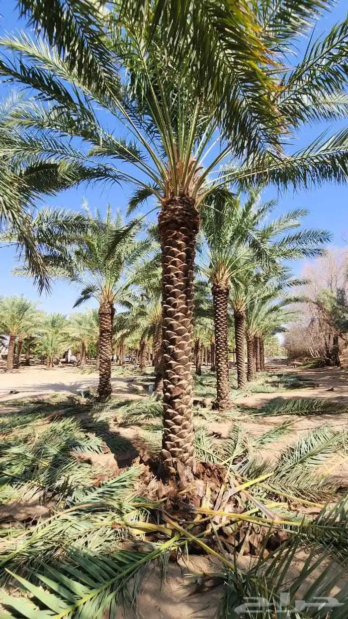 نخيل_مثمر_بجميع_انواعه_ومقاسته_المختلفه 9