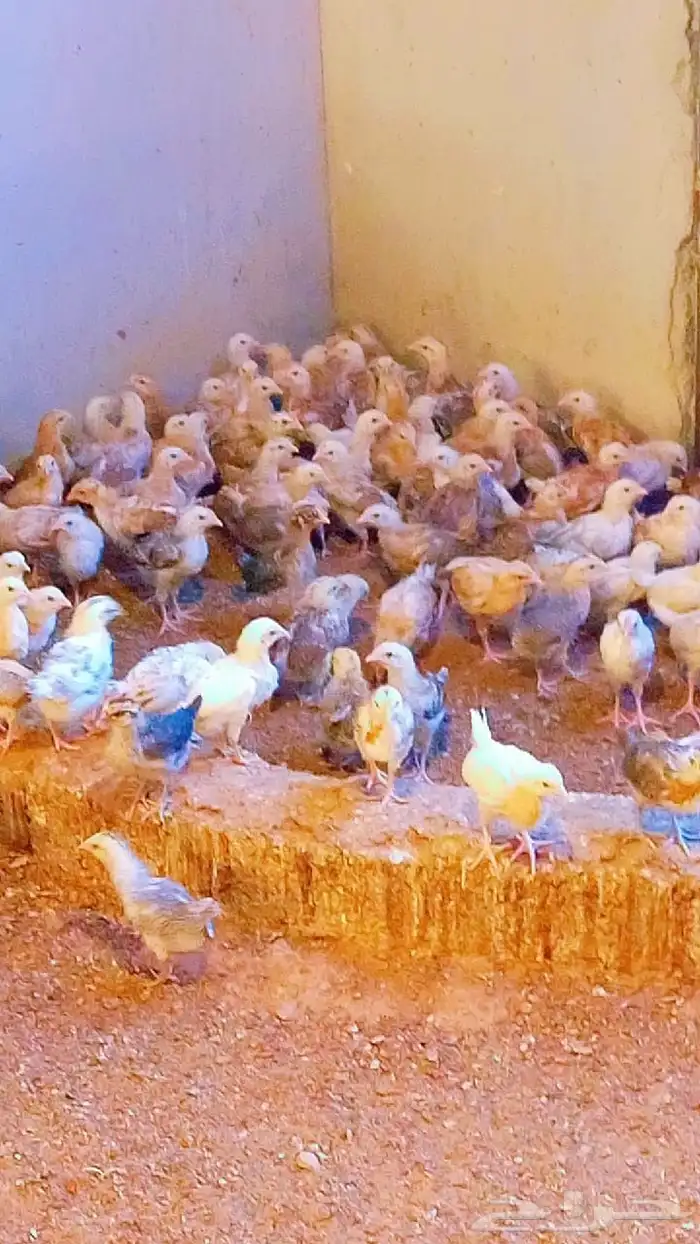 صوص دجاج بلدي هجين تركي 1