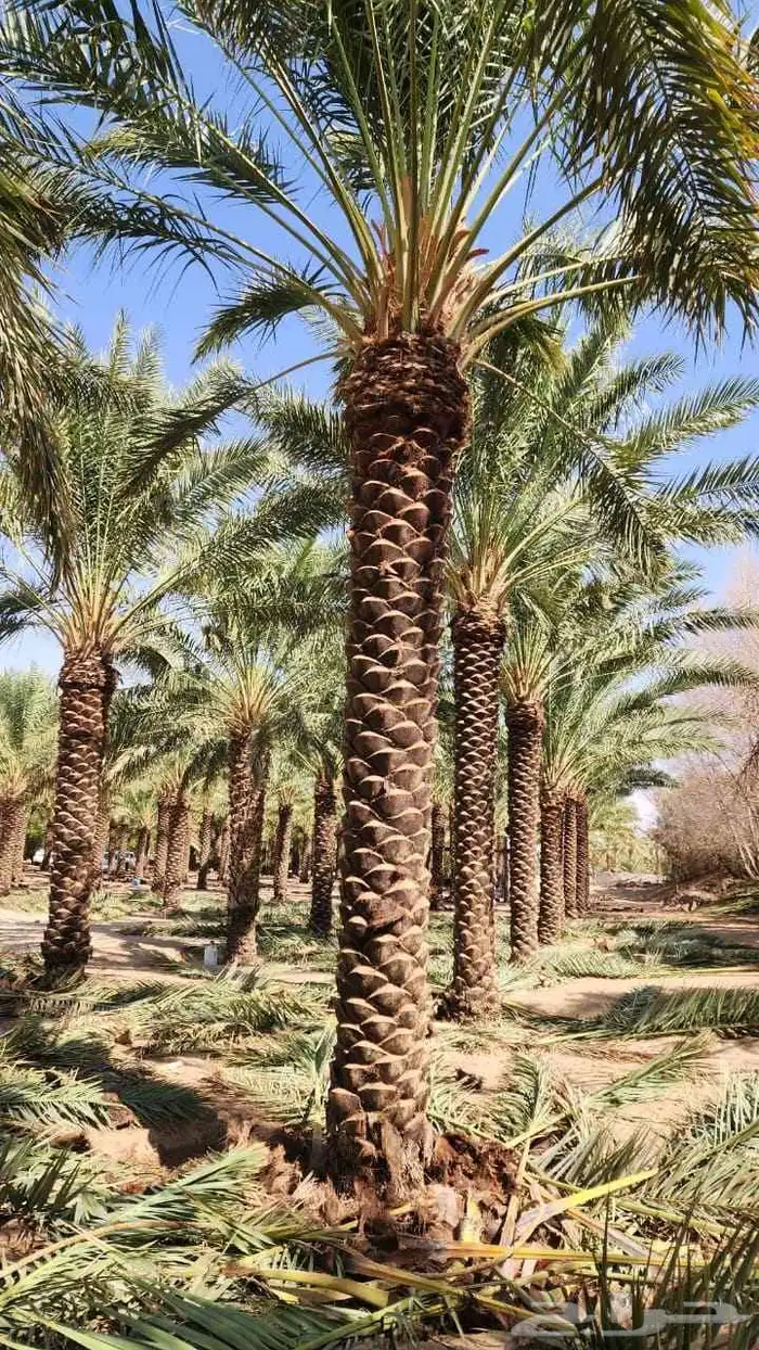 نخيل_مثمر_بجميع_انواعه_ومقاسته_المختلفه 5