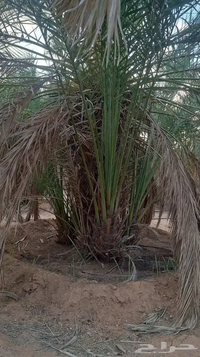 فسايل برحى كبيرة الحبة الكبيرة درجة اولة فاخرة 3