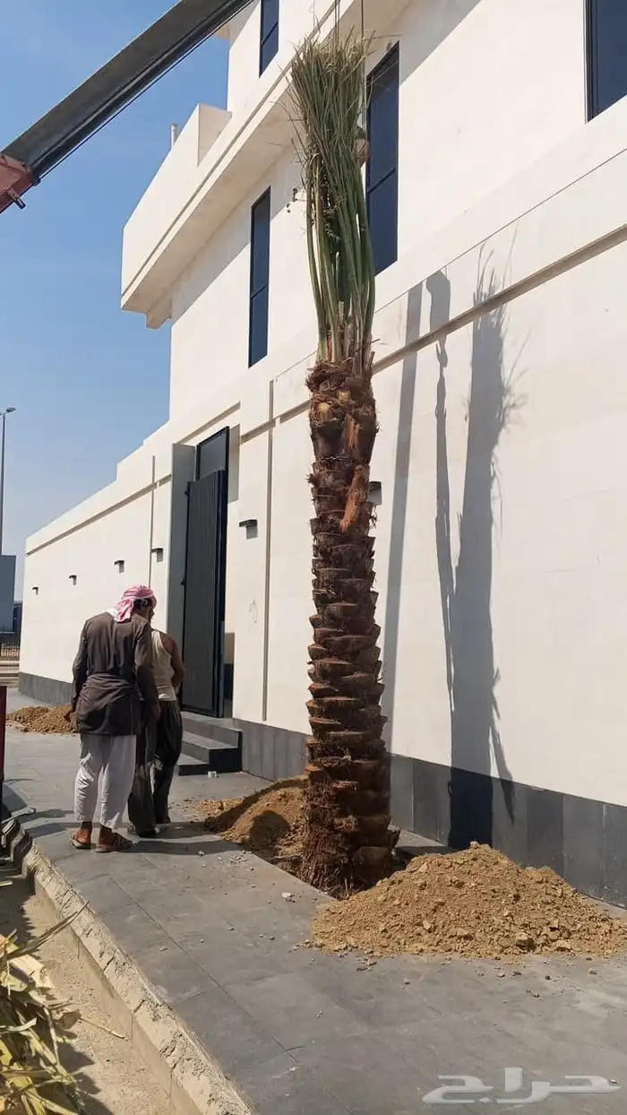 نخل ملوكي من افضل انواع انخل 6