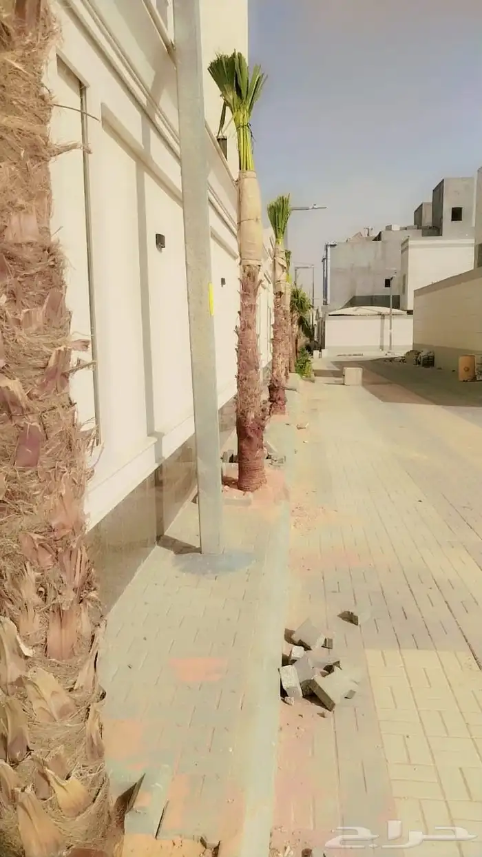 نخل زينه نخيل نخل عربي خلاص برحي سكري شيشي هلالي نبوت سف 3