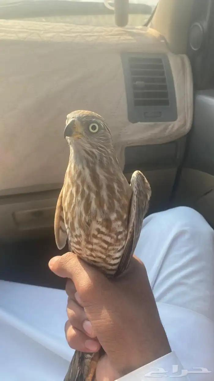 باز مطروح الان للبيع 0