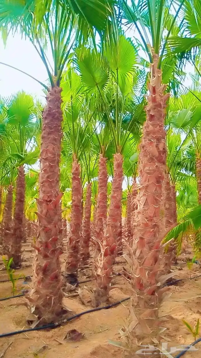 نخل واشنطنيا 4