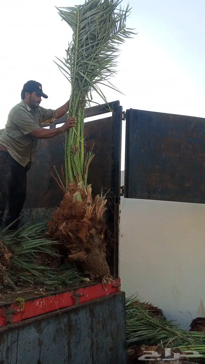 نخل مثمر للبيع توصيل الا جميع المناطق 3