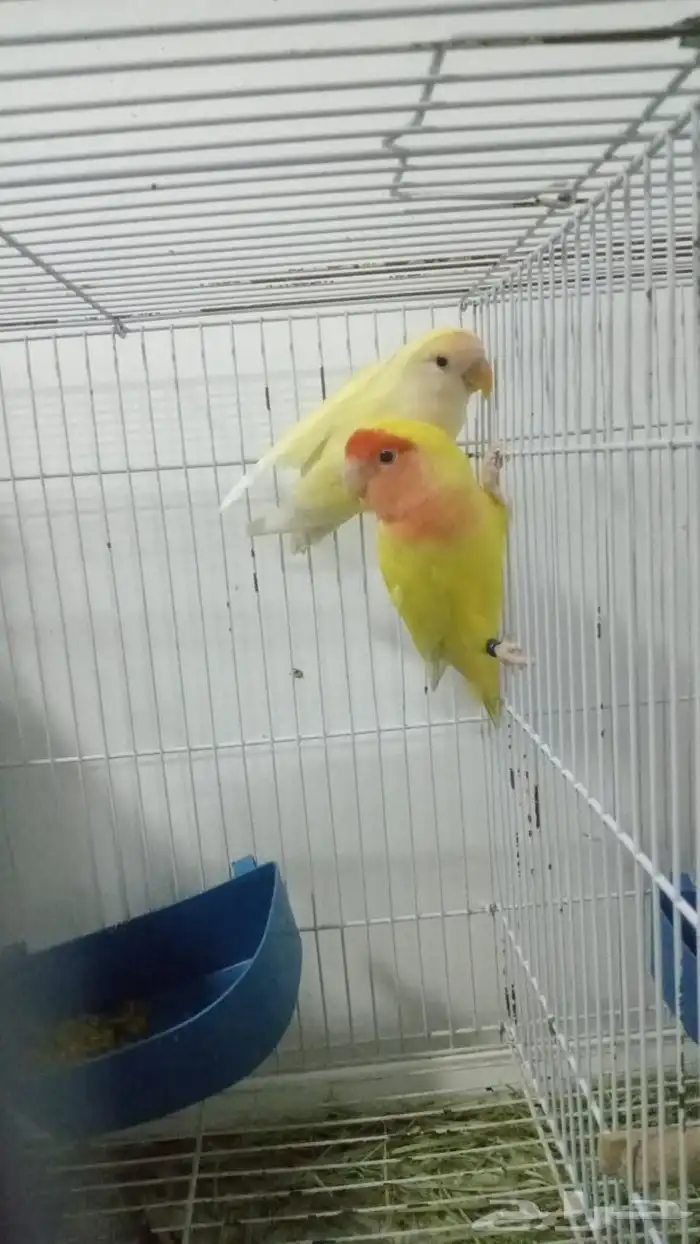 جوز روز منتج صحه ونضافه 0