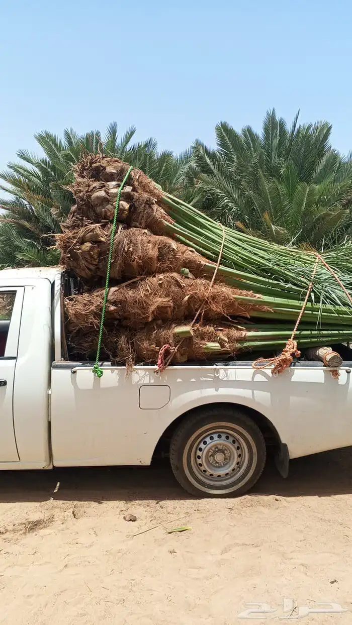 نخيل طيب للبيع 3