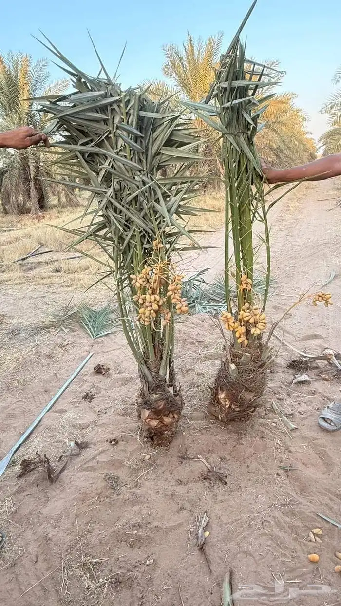 جميع انواع النخل 8