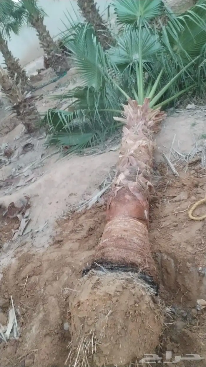 نخل زينه نخيل نخل عربي خلاص برحي سكري شيشي هلالي نبوت سف 2