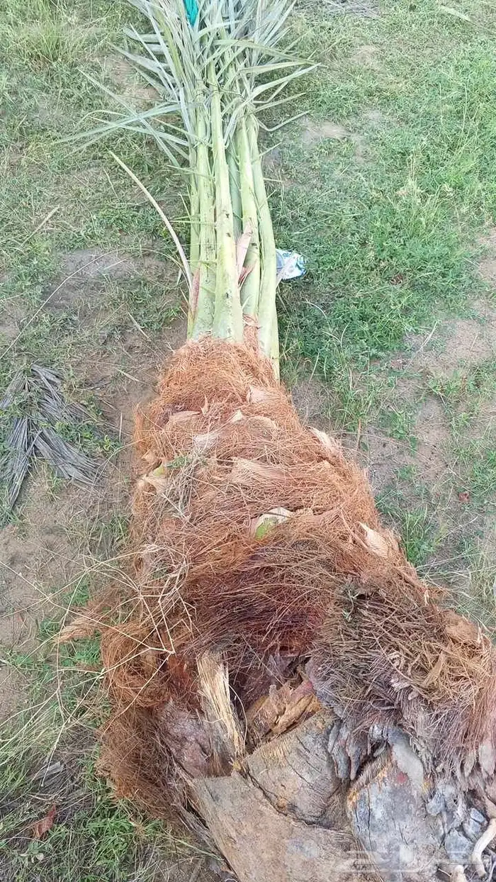 نخل مثمر للبيع توصيل الا جميع المناطق 4