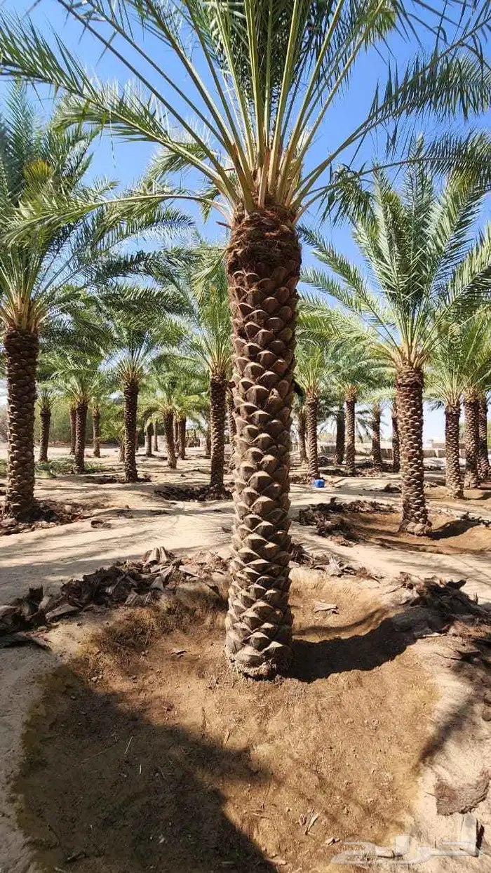 نخيل_مثمر_بجميع_انواعه_ومقاسته_المختلفه 1