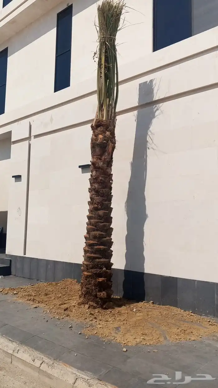 نخل ملوكي ملكي درجه اولى في جده واخارج جده جمبع المقاسات متو 9