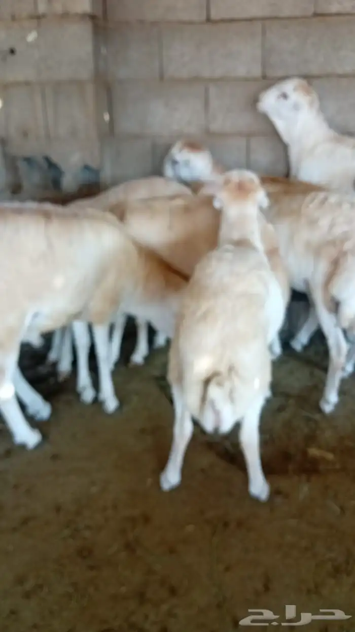 ذبائح طليان سواكن ورفيديات تربيه وحريات رقم واحد 6