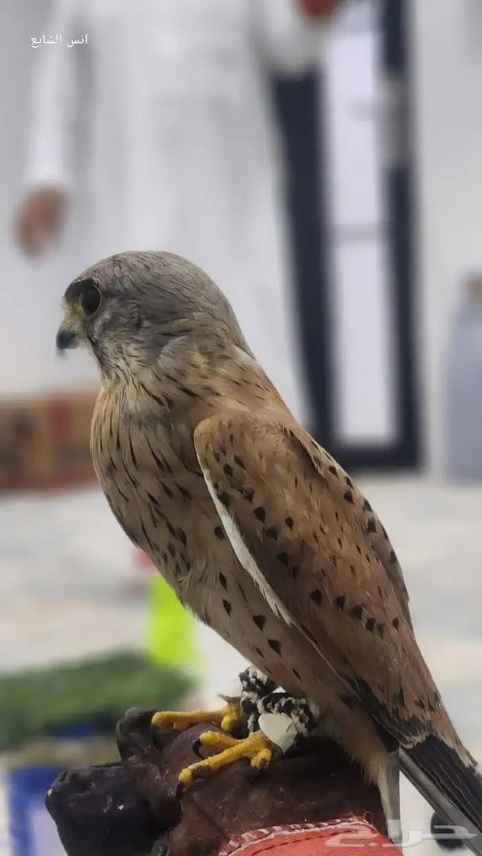 باشق للبيع 1