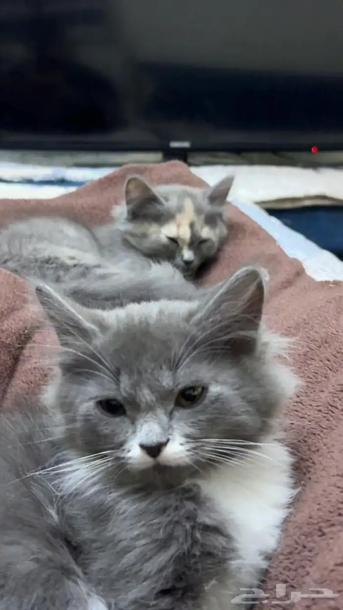 قطتين كيتن 0