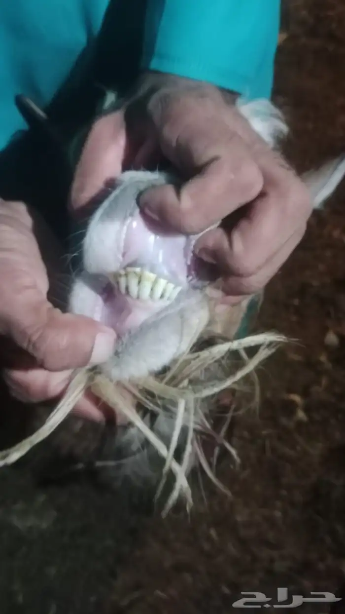 ماعز متشنج 8