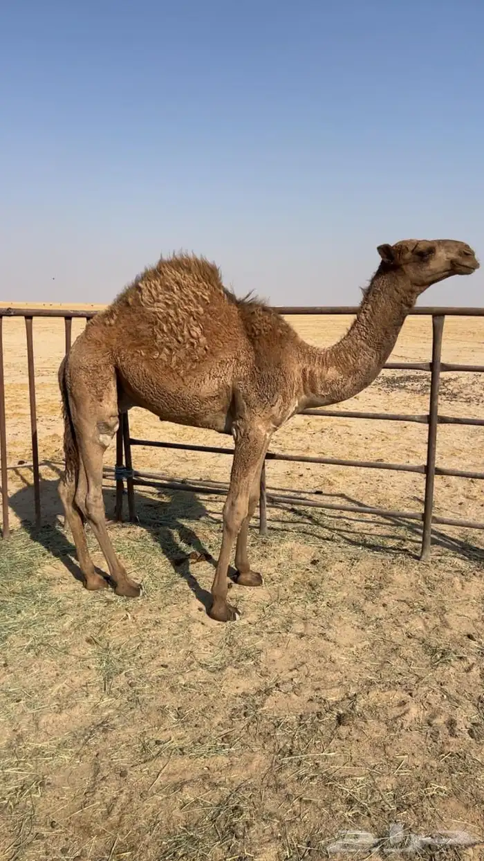 قعود فالسعيره 1