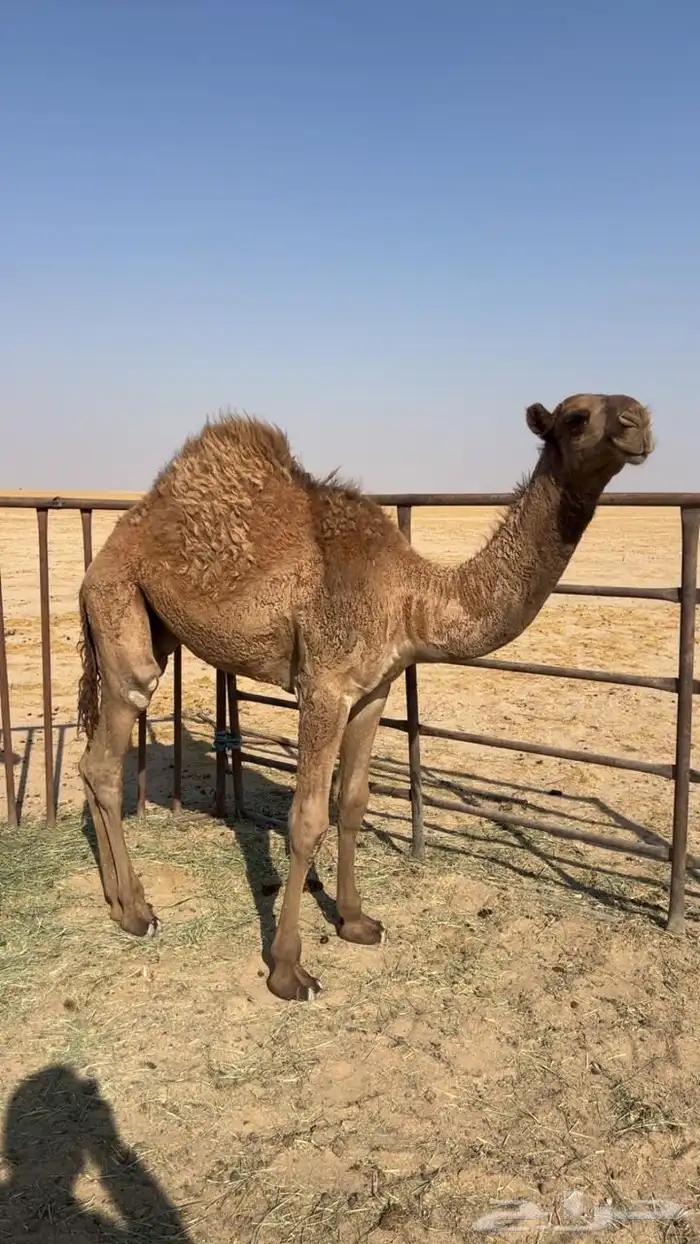 قعود فالسعيره 0