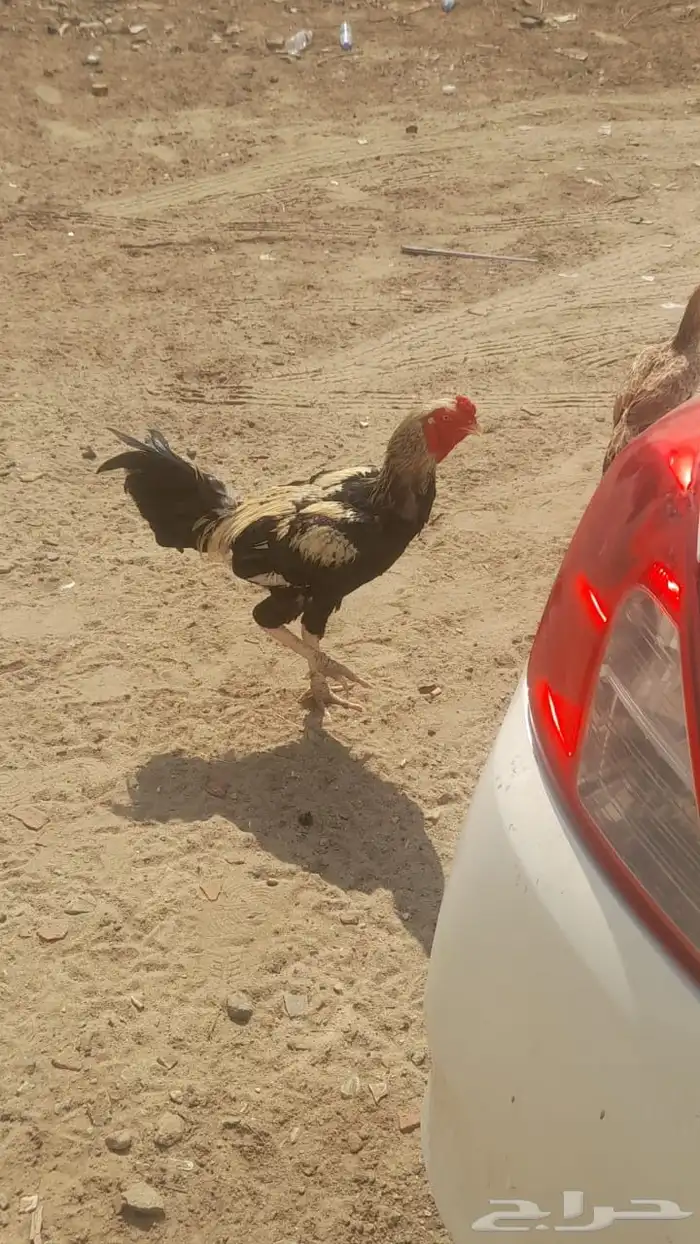 دجاج باكستاني وسندي للبيع 3
