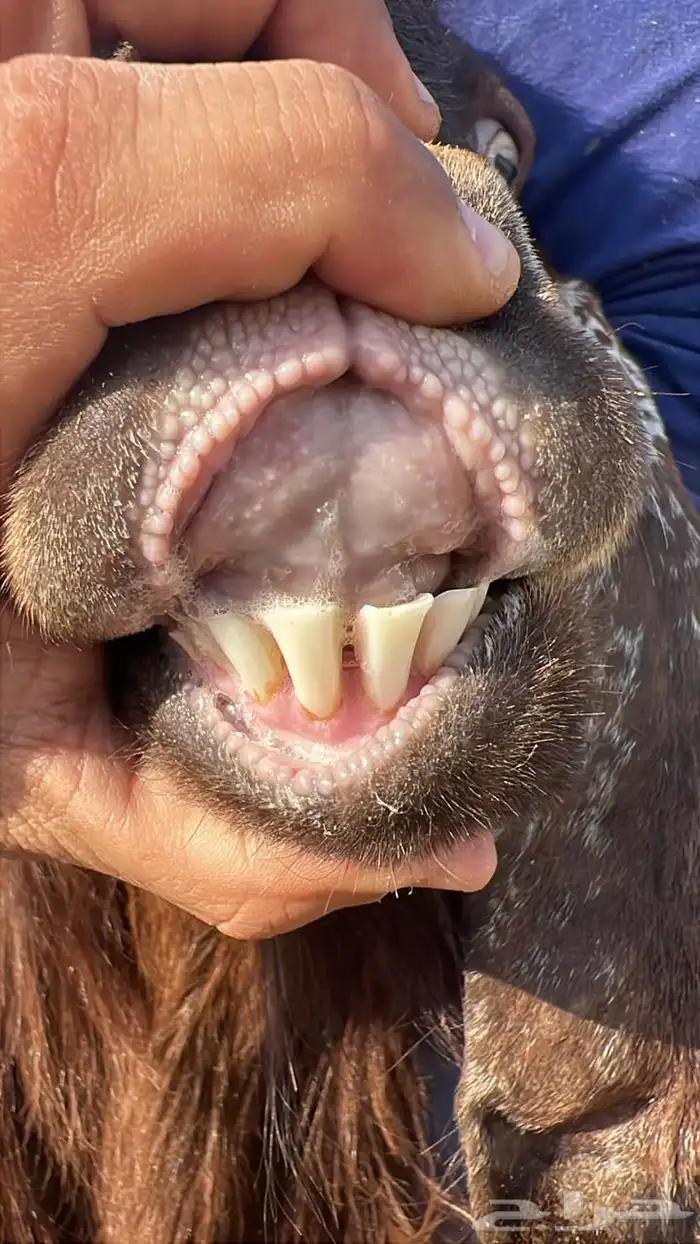 معزا للبيع عدد 10 مع الفحل 6