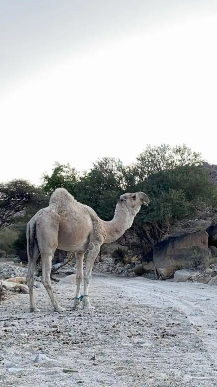 بعير اشقح مثني في الناب 4