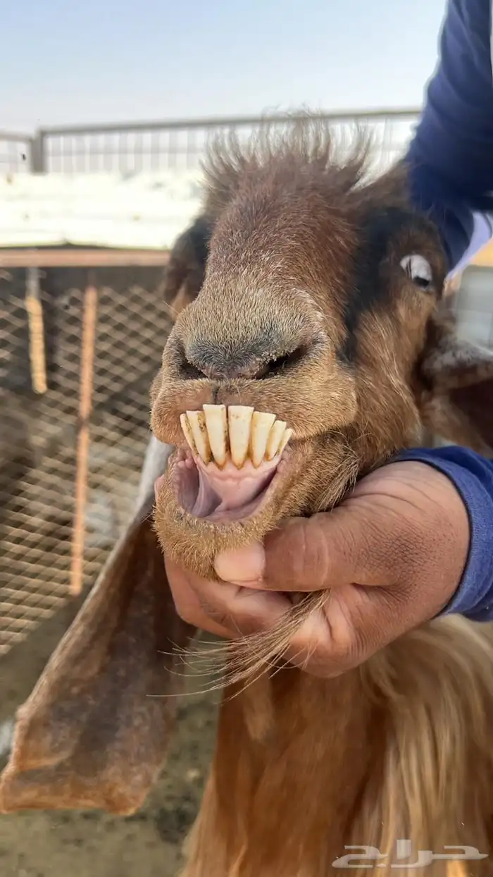 معزا للبيع عدد 10 مع الفحل 5