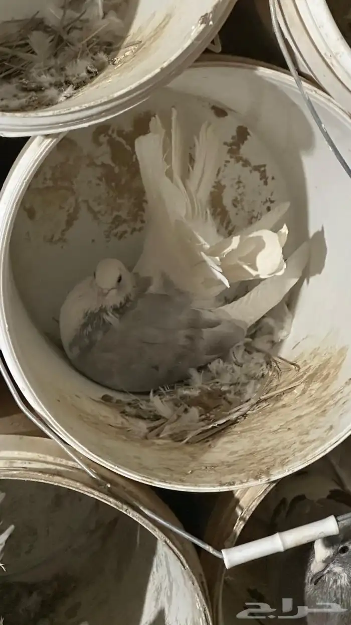 للبيع انواع حمام ومنتجه 9